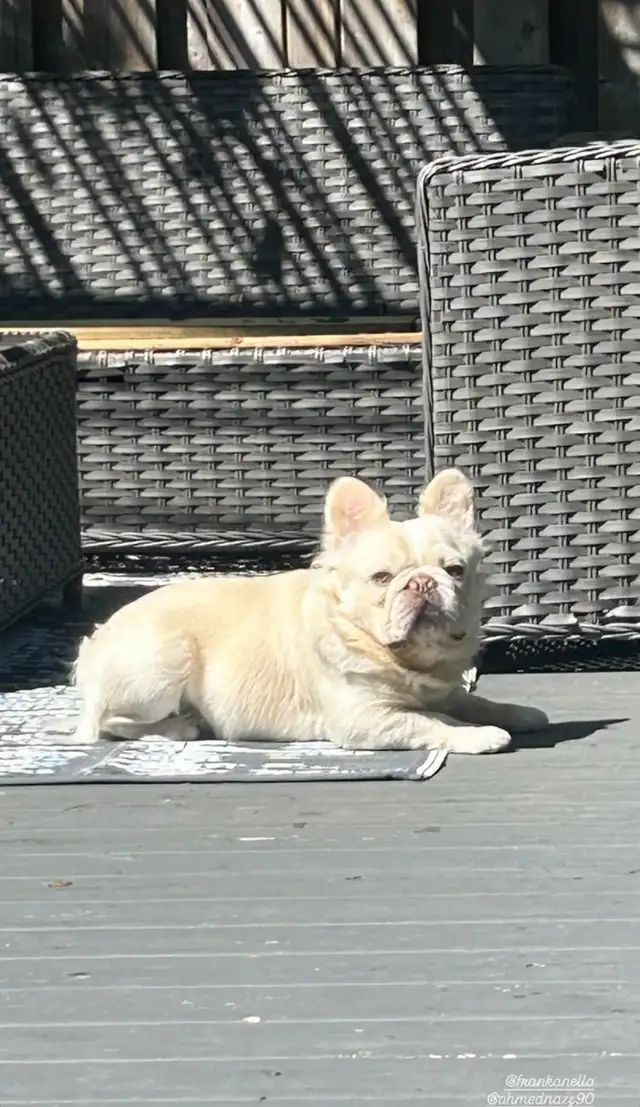 SOLD-waiting list available Gorgeous High Quality Fluffy Male in Dogs & Puppies for Rehoming in City of Toronto - Image 10