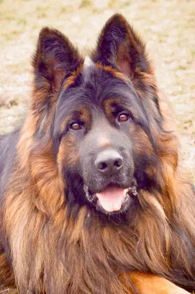 Absolutely beautiful and extremely intelligent pure breed long coat king size, German shepherd puppi...