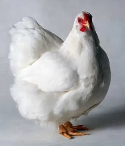 Cornish Giant Chicks. Fast growth 3 day old and older chicks now available!! $4 each per chick. Thes...