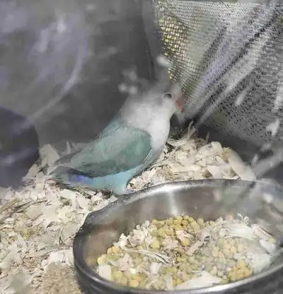 fisher lovebird baby, View more
