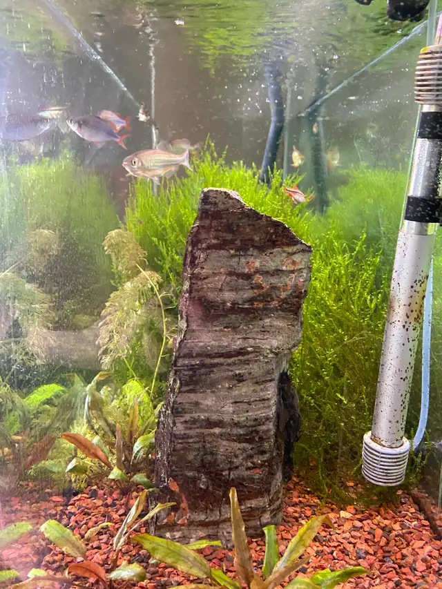 55 gallon fresh water fish tank in Fish for Rehoming in Edmonton - Image 4