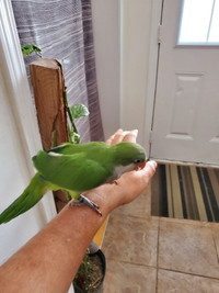Hand raised super friendly GREEN QUAKER Parrot babies