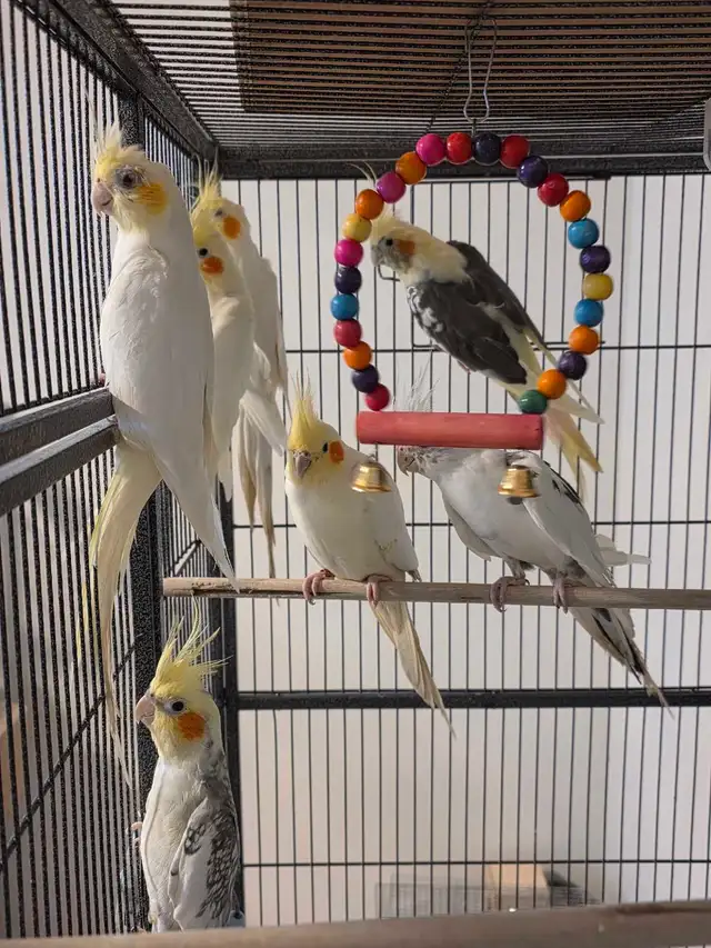 6 cockatiels in Birds for Rehoming in Laurentides - Image 4