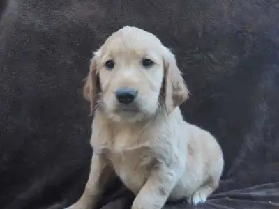 Golden retriever puppies , View more