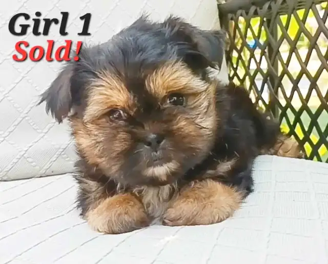 *1 Girl Left* High Quality Shorkie Puppies! in Dogs & Puppies for Rehoming in City of Toronto - Image 9