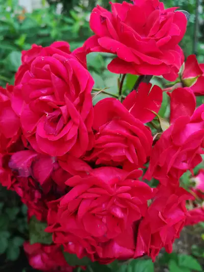 2-years-old beautiful and attractive rose plants出售2年生美丽迷人的玫瑰植株, View more