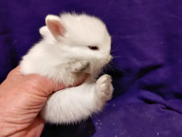 EXTRAORDINARY NETHERLAND DWARF/ JERSEY WOOLY/ LIONHEAD BUNNIES in Small Animals for Rehoming in Kingston - Image 11