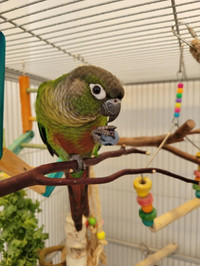 Tamed Green check conure pair for sale!