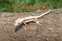 SALE!!!! Lilly White Crested Geckos