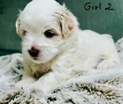 Shih Tzu/Toy Poodle - Maltese/Toy Poodle puppies , View more