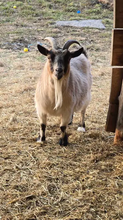 4 year old Nigerian Dwarf Doe, View more