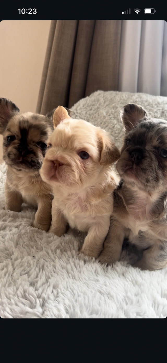 Fluffy French Bulldogs in Dogs & Puppies for Rehoming in City of Toronto - Image 5