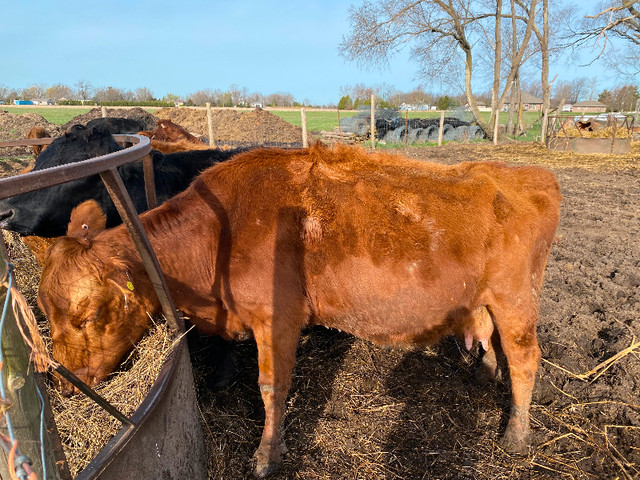 Dexter Cows in Livestock in Leamington