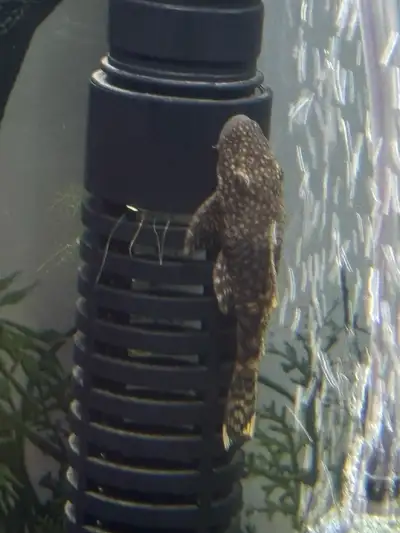 Black moore goldfish, guppies and plecco Fish foer rehoming , View more