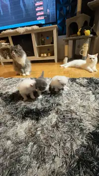 CUTES Kittens 