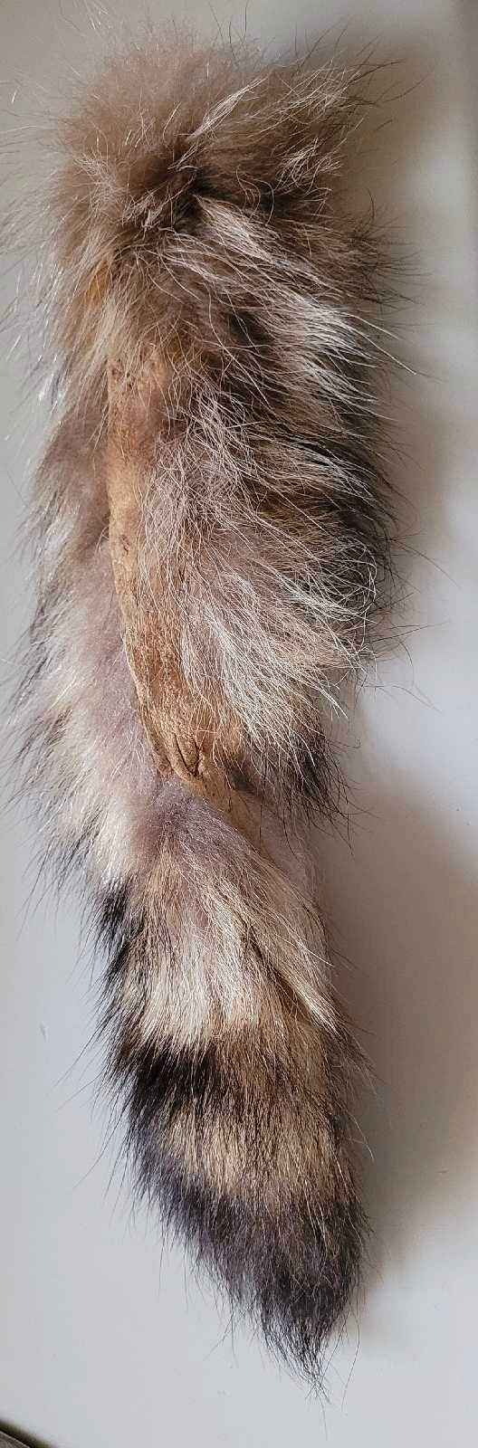 Natural Raccoon Tail Handbag Tag or Keychain  in Arts & Collectibles in Oshawa / Durham Region - Image 3