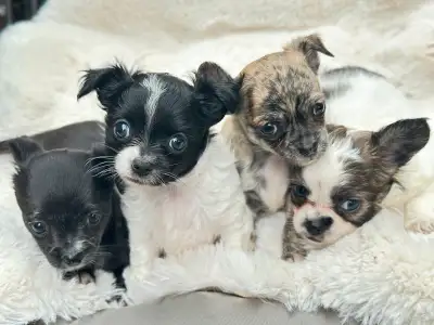 beautiful black and white  small chihuahuas  pups 1200.00, View more