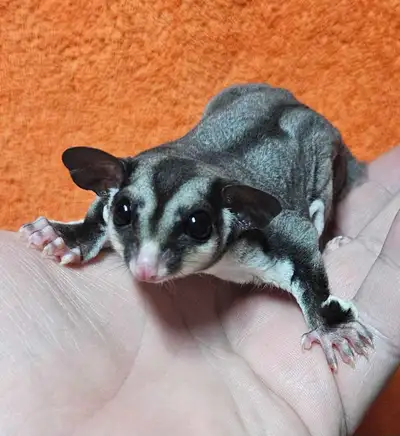 handsome pair of male sugar gliders, View more