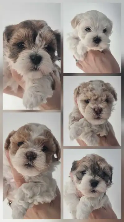 Purebred CKC Havanese Puppies, View more