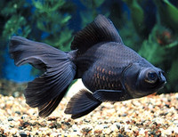 3 Fantail fancy goldfish For Aquarium Fish Tank For Sale 