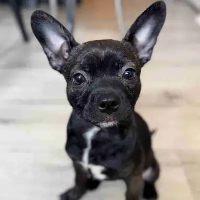 Frenchton puppy, View more