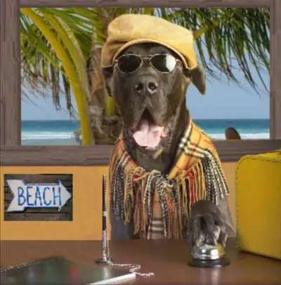DOG BOARDING... COVID SAFE...$23/day includes overnite, View more