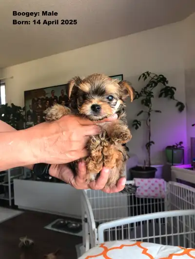 Bruno - SOLD Pepoy - SOLD We have 1 more little puppies looking for their forever home. he is playfu...