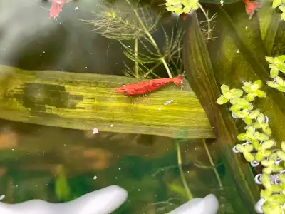 Large Supreme red cherry shrimp in stock. These came from Taiwan at a really nice size! 6 pack $35 1...
