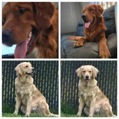 Forever homes PEL # 1181 Mom is a English Golden Retriever Dad is a Red Fox Golden Retriever 7 boys...