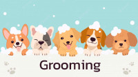 Professional Small Dog Groomer 