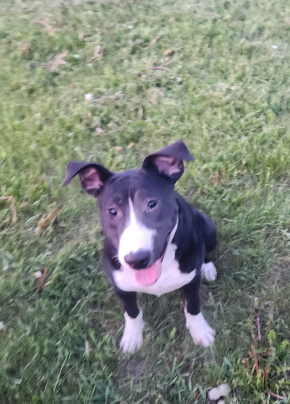 Adopt Me Dogs & Puppies for Rehoming Woodstock Kijiji