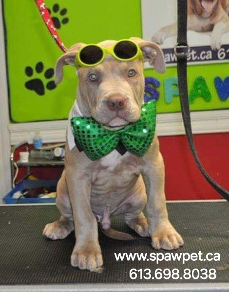 PET GROOMING ORLEANS in Animal & Pet Services in Ottawa - Image 2