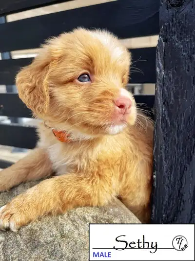 Ivy's beautiful litter of NSDTR pups are available for adoption! Checkout our YouTube video on previ...