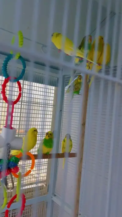 budgies bird sale, View more