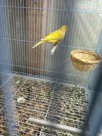 Canaries fin d’élevage 