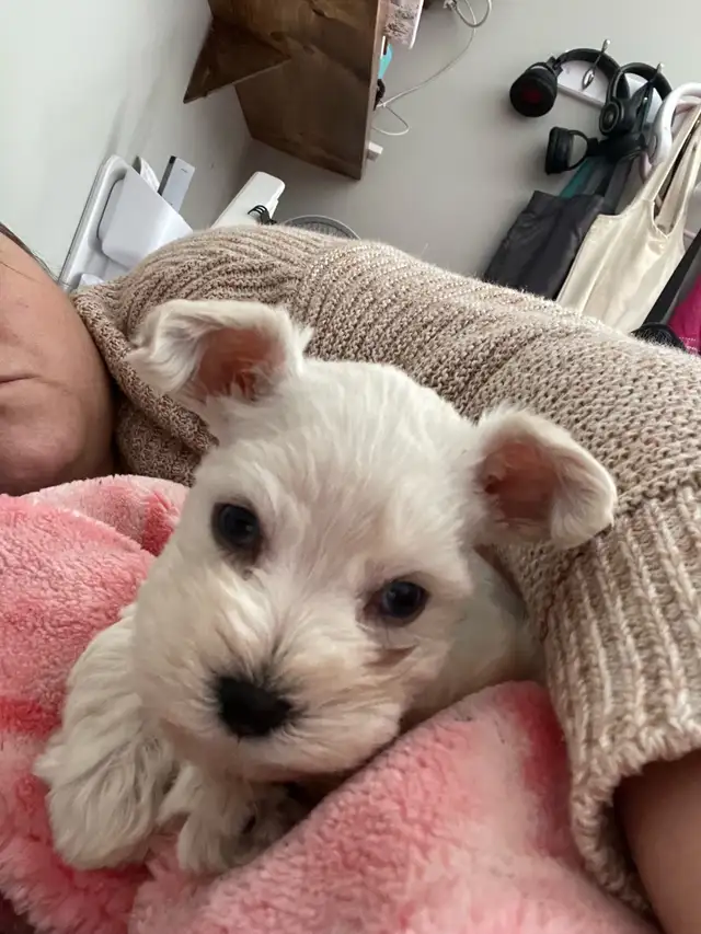 Rare**BLUE EYED** Male Toy Schnauzer in Dogs & Puppies for Rehoming in London - Image 4