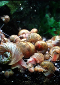 Free ramshorn snails 