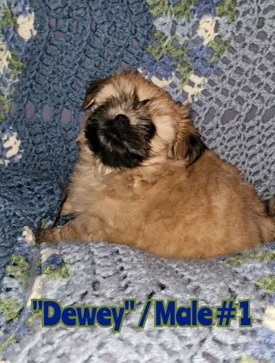 Hi, 3 beautiful baby boy pups. Now available. Both parents are Purebred Imperial Shih Tzu's. The mot...