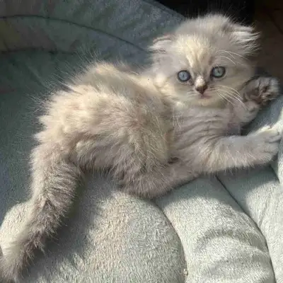 hey there ! i have one very sweet little girl seeking her new forever home ! mama is lynx point scot...