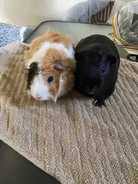 Two male guinea pigs on SALE! 