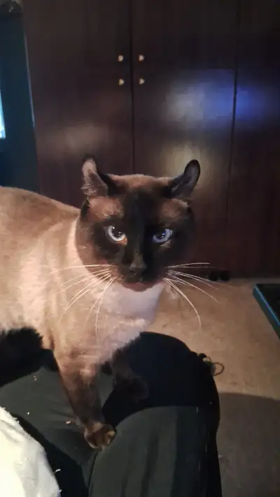 Siamois lynx male,  presque 2 ans., View more