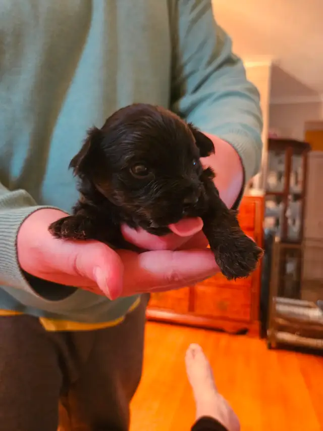 PUREBRED QUALITY YORKIES by Registered and experienced breeder in Dogs & Puppies for Rehoming in City of Toronto - Image 6