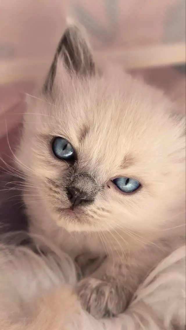 ragdoll kittens in Cats & Kittens for Rehoming in Moncton - Image 2