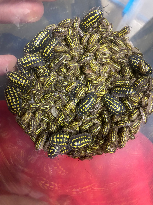 Isopods! in Reptiles & Amphibians for Rehoming in Belleville