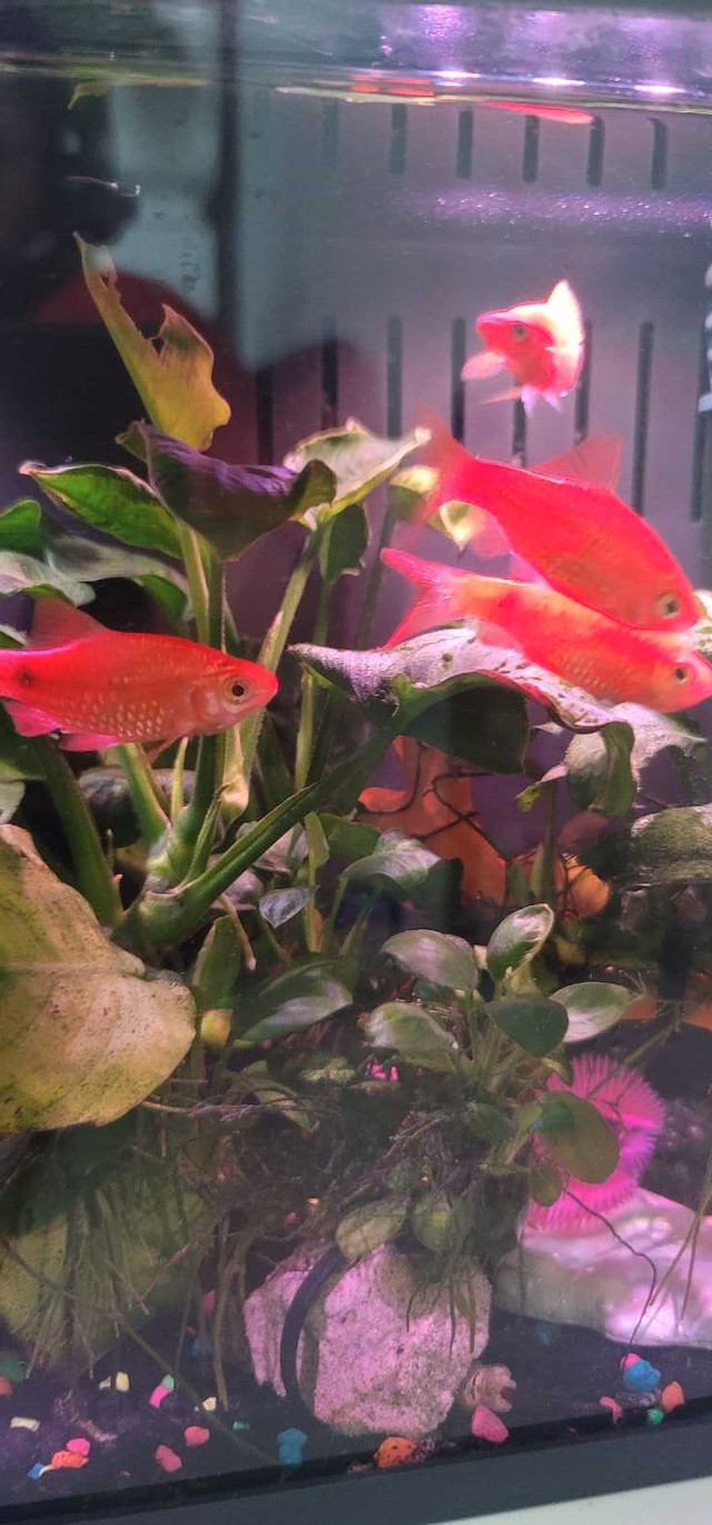 Rosy barbs and swordtails in Fish for Rehoming in Oshawa / Durham Region - Image 2