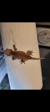 Unsexed Gargoyle Gecko