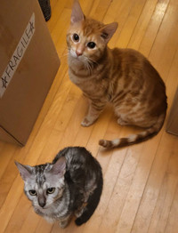 Two bengals needing to be rehomed