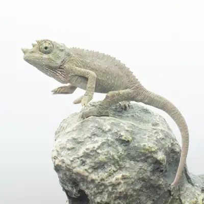 Jackson's Chameleons CB - T. jacksonii xantholophus, View more