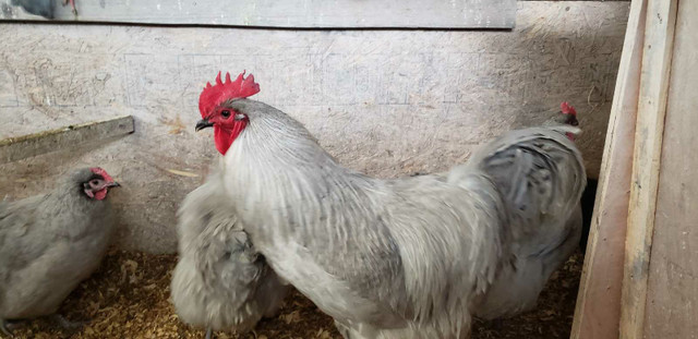 Levender orpington hatching eggs  in Livestock in London