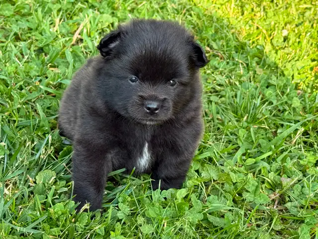 Teddy bear Pomeranian puppies 3 males in Dogs & Puppies for Rehoming in St. Catharines - Image 4